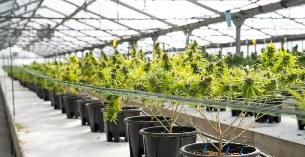 Ships to all states where the product is legal